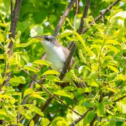 Yellow-billed Cuckoo (Coccyzus americanus)