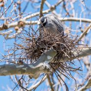 Yellow-crowned Night-Heron