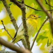 Yellow-throated Vireo