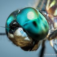 Blue Dasher