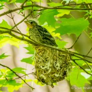 Brown-headed Cowbird Nestling