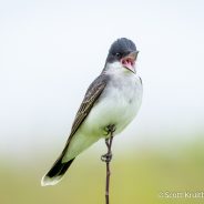 Eastern Kingbird