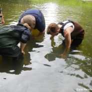 The Hellbender Search Continues