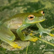 Cocobolo Nature Reserve Monitoring