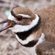 Killdeer