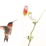 Ruby-throated Hummingbird (Archilochus colubris) & Red Columbine (Aquilegia canadensis)