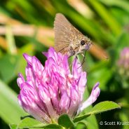 Swarthy Skipper