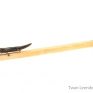 Web-footed Salamander (Bolitoglossa medemi)