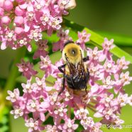 Milkweed Bee