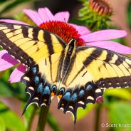 Eastern Tiger Swallowtail