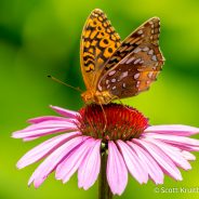 Great Spangled Fritillary & Eastern Purple Coneflower