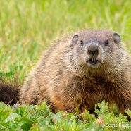 Angry Groundhog