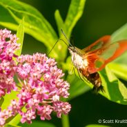 Hummingbird Clearwing Moth (Hemaris thysbe)