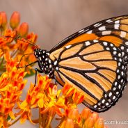 Butterfly on Butterfly