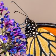 Monarch Butterfly on Butterfly