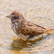 Song Sparrow Bath