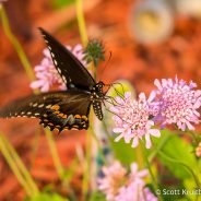 Spicebush Swallowtail (Papilio troilus)