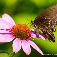 Spicebush Swallowtail on Eastern Purple Coneflower