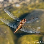 Spot-winged Glider
