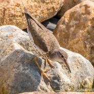 Spotted Sandpiper