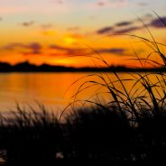 Gadwall Sunset