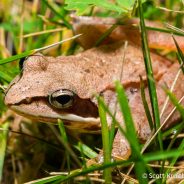 Wood Frog (Lithobates sylvaticus)