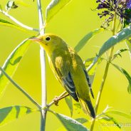 Yellow Warbler