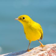 So Yellow Warbler