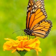 Monarch Butterfly