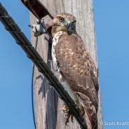 Juvenile Red-tailed Hawk