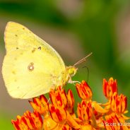 Butterfly Weed Party