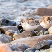 Western Sandpiper (Calidris mauri)