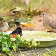 Bird Baths