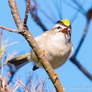 Golden-crowned Kinglet