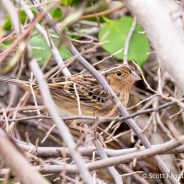 Grassland Migrants