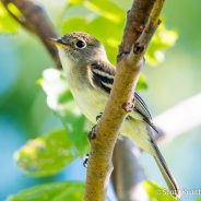 Least Flycatcher (Empidonax minimus)