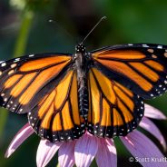 Monarch Butterfly Release