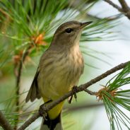 Early Palm Warblers