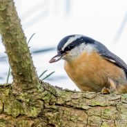 Red-breasted Nuthatch Invasion