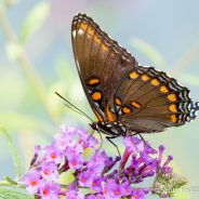 Red-spotted Purple (Limenitis arthemis)