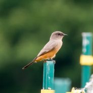 Say’s Phoebe