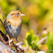 Nelson’s Sparrow