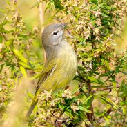 Orange-crowned Warbler