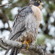 Peregrine Falcon Resting