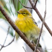 Pine Warbler