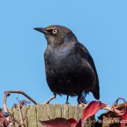 Injured Rusty Blackbird