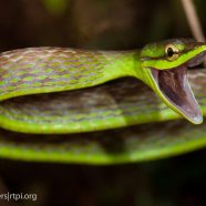 Short-nosed Vine Snake (Oxybelis brevirostris)
