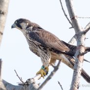 Banded Peregrine Falcon