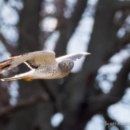 Winter Raptor Survey Training January 11