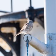 Female American Kestrel